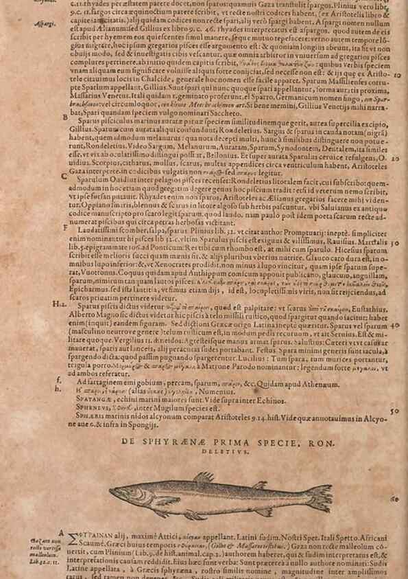 Reproducción/Reproduction 15383165758: Conradi Gesneri medici Tigurini Historiae animalium liber IV :. Francofurti :In Bibliopolio Andreae Cambieri,anno MDCIIII [1604]