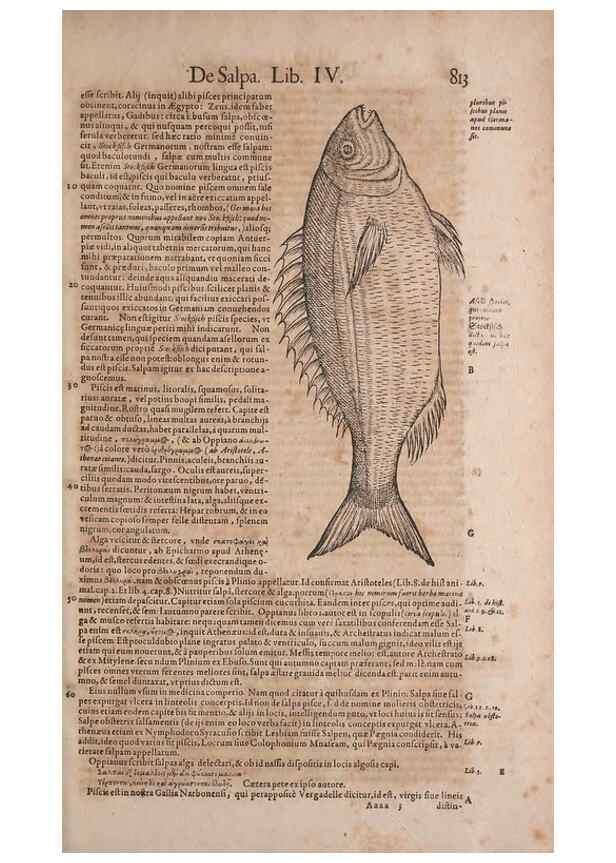 Reproducción/Reproduction 15569257125: Conradi Gesneri medici Tigurini Historiae animalium liber IV :. Francofurti :In Bibliopolio Andreae Cambieri,anno MDCIIII [1604]