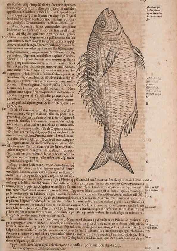Reproducción/Reproduction 15569257125: Conradi Gesneri medici Tigurini Historiae animalium liber IV :. Francofurti :In Bibliopolio Andreae Cambieri,anno MDCIIII [1604]