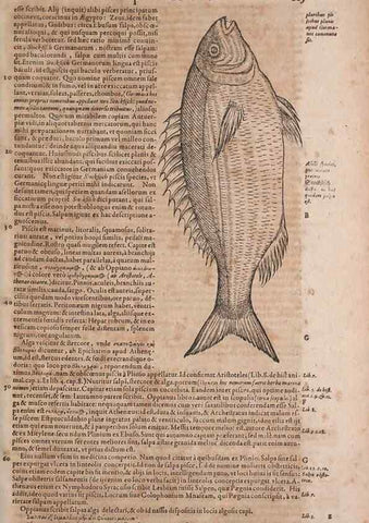 Reproducción/Reproduction 15569257125: Conradi Gesneri medici Tigurini Historiae animalium liber IV :. Francofurti :In Bibliopolio Andreae Cambieri,anno MDCIIII [1604]