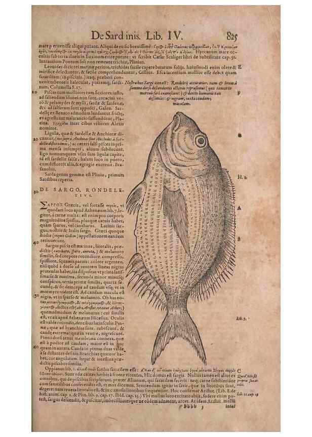 Reproducción/Reproduction 15566589441: Conradi Gesneri medici Tigurini Historiae animalium liber IV :. Francofurti :In Bibliopolio Andreae Cambieri,anno MDCIIII [1604]