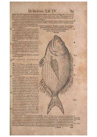 Reproducción/Reproduction 15566589441: Conradi Gesneri medici Tigurini Historiae animalium liber IV :. Francofurti :In Bibliopolio Andreae Cambieri,anno MDCIIII [1604]