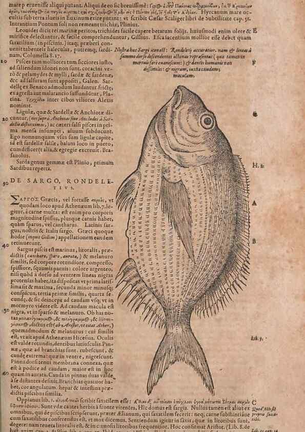 Reproducción/Reproduction 15566589441: Conradi Gesneri medici Tigurini Historiae animalium liber IV :. Francofurti :In Bibliopolio Andreae Cambieri,anno MDCIIII [1604]