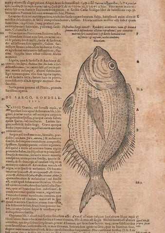 Reproducción/Reproduction 15566589441: Conradi Gesneri medici Tigurini Historiae animalium liber IV :. Francofurti :In Bibliopolio Andreae Cambieri,anno MDCIIII [1604]