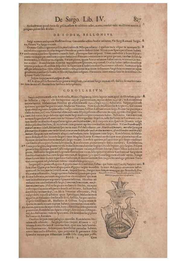 Reproducción/Reproduction 15383255547: Conradi Gesneri medici Tigurini Historiae animalium liber IV :. Francofurti :In Bibliopolio Andreae Cambieri,anno MDCIIII [1604]