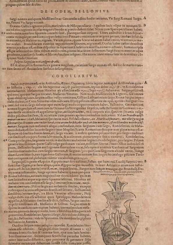 Reproducción/Reproduction 15383255547: Conradi Gesneri medici Tigurini Historiae animalium liber IV :. Francofurti :In Bibliopolio Andreae Cambieri,anno MDCIIII [1604]