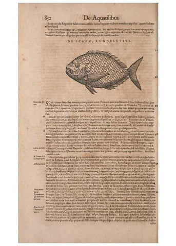 Reproducción/Reproduction 15566595381: Conradi Gesneri medici Tigurini Historiae animalium liber IV :. Francofurti :In Bibliopolio Andreae Cambieri,anno MDCIIII [1604]