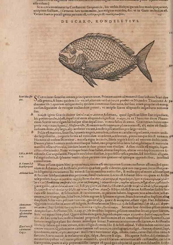 Reproducción/Reproduction 15566595381: Conradi Gesneri medici Tigurini Historiae animalium liber IV :. Francofurti :In Bibliopolio Andreae Cambieri,anno MDCIIII [1604]