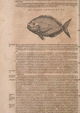 Reproducción/Reproduction 15566595381: Conradi Gesneri medici Tigurini Historiae animalium liber IV :. Francofurti :In Bibliopolio Andreae Cambieri,anno MDCIIII [1604]