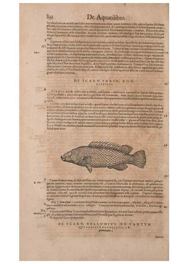 Reproducción/Reproduction 15383634290: Conradi Gesneri medici Tigurini Historiae animalium liber IV :. Francofurti :In Bibliopolio Andreae Cambieri,anno MDCIIII [1604]