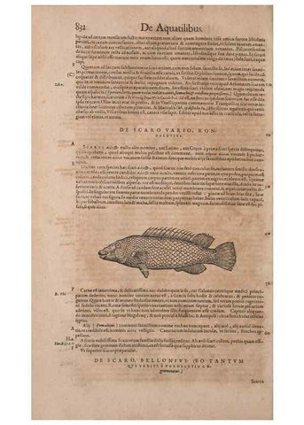 Reproducción/Reproduction 15383634290: Conradi Gesneri medici Tigurini Historiae animalium liber IV :. Francofurti :In Bibliopolio Andreae Cambieri,anno MDCIIII [1604]