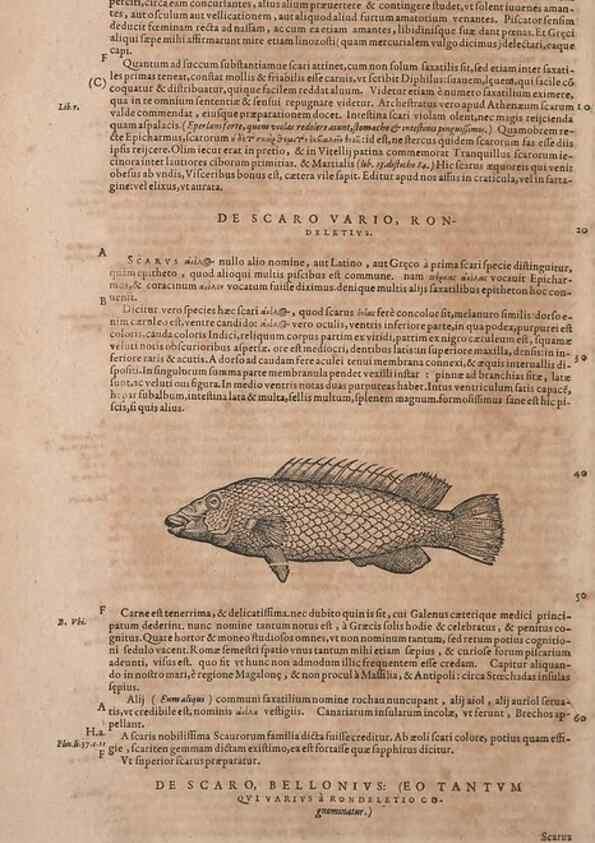 Reproducción/Reproduction 15383634290: Conradi Gesneri medici Tigurini Historiae animalium liber IV :. Francofurti :In Bibliopolio Andreae Cambieri,anno MDCIIII [1604]
