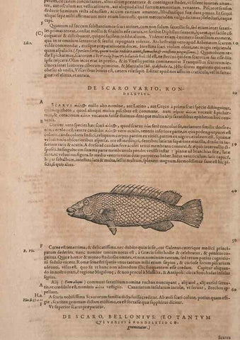 Reproducción/Reproduction 15383634290: Conradi Gesneri medici Tigurini Historiae animalium liber IV :. Francofurti :In Bibliopolio Andreae Cambieri,anno MDCIIII [1604]
