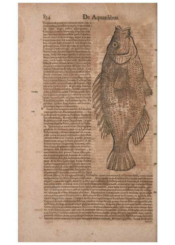 Reproducción/Reproduction 15545566156: Conradi Gesneri medici Tigurini Historiae animalium liber IV :. Francofurti :In Bibliopolio Andreae Cambieri,anno MDCIIII [1604]