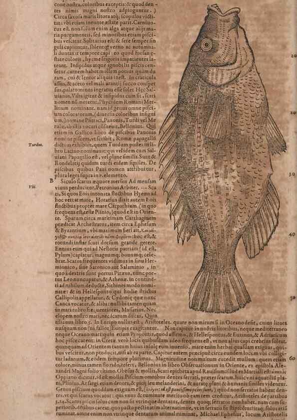 Reproducción/Reproduction 15545566156: Conradi Gesneri medici Tigurini Historiae animalium liber IV :. Francofurti :In Bibliopolio Andreae Cambieri,anno MDCIIII [1604]