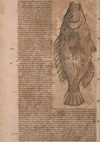 Reproducción/Reproduction 15545566156: Conradi Gesneri medici Tigurini Historiae animalium liber IV :. Francofurti :In Bibliopolio Andreae Cambieri,anno MDCIIII [1604]