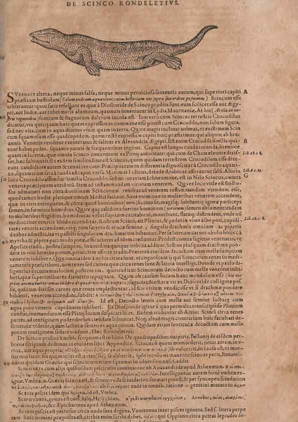 Reproducción/Reproduction 15566603071: Conradi Gesneri medici Tigurini Historiae animalium liber IV :. Francofurti :In Bibliopolio Andreae Cambieri,anno MDCIIII [1604]