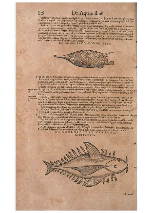 Reproducción/Reproduction 15383122228: Conradi Gesneri medici Tigurini Historiae animalium liber IV :. Francofurti :In Bibliopolio Andreae Cambieri,anno MDCIIII [1604]