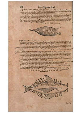 Reproducción/Reproduction 15383122228: Conradi Gesneri medici Tigurini Historiae animalium liber IV :. Francofurti :In Bibliopolio Andreae Cambieri,anno MDCIIII [1604]
