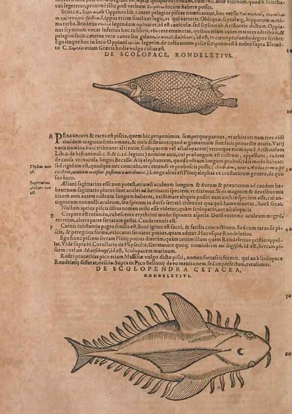 Reproducción/Reproduction 15383122228: Conradi Gesneri medici Tigurini Historiae animalium liber IV :. Francofurti :In Bibliopolio Andreae Cambieri,anno MDCIIII [1604]