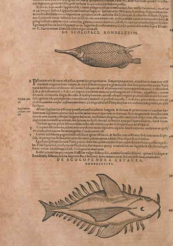 Reproducción/Reproduction 15383122228: Conradi Gesneri medici Tigurini Historiae animalium liber IV :. Francofurti :In Bibliopolio Andreae Cambieri,anno MDCIIII [1604]