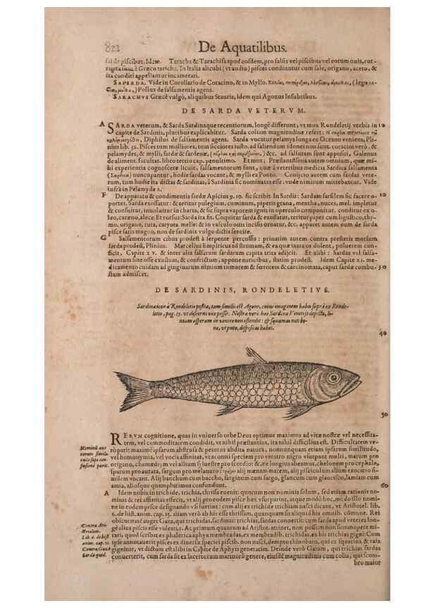Reproducción/Reproduction 15382622509: Conradi Gesneri medici Tigurini Historiae animalium liber IV :. Francofurti :In Bibliopolio Andreae Cambieri,anno MDCIIII [1604]