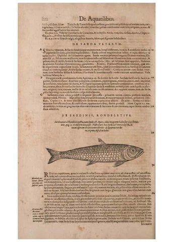 Reproducción/Reproduction 15382622509: Conradi Gesneri medici Tigurini Historiae animalium liber IV :. Francofurti :In Bibliopolio Andreae Cambieri,anno MDCIIII [1604]