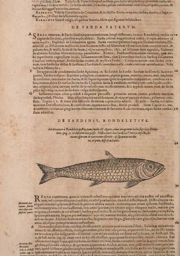 Reproducción/Reproduction 15382622509: Conradi Gesneri medici Tigurini Historiae animalium liber IV :. Francofurti :In Bibliopolio Andreae Cambieri,anno MDCIIII [1604]