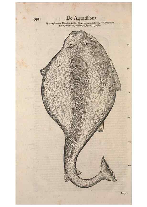 Reproducción/Reproduction 15570258752: Conradi Gesneri medici Tigurini Historiae animalium liber IV :. Francofurti :In Bibliopolio Andreae Cambieri,anno MDCIIII [1604]
