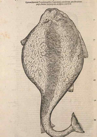 Reproducción/Reproduction 15570258752: Conradi Gesneri medici Tigurini Historiae animalium liber IV :. Francofurti :In Bibliopolio Andreae Cambieri,anno MDCIIII [1604]