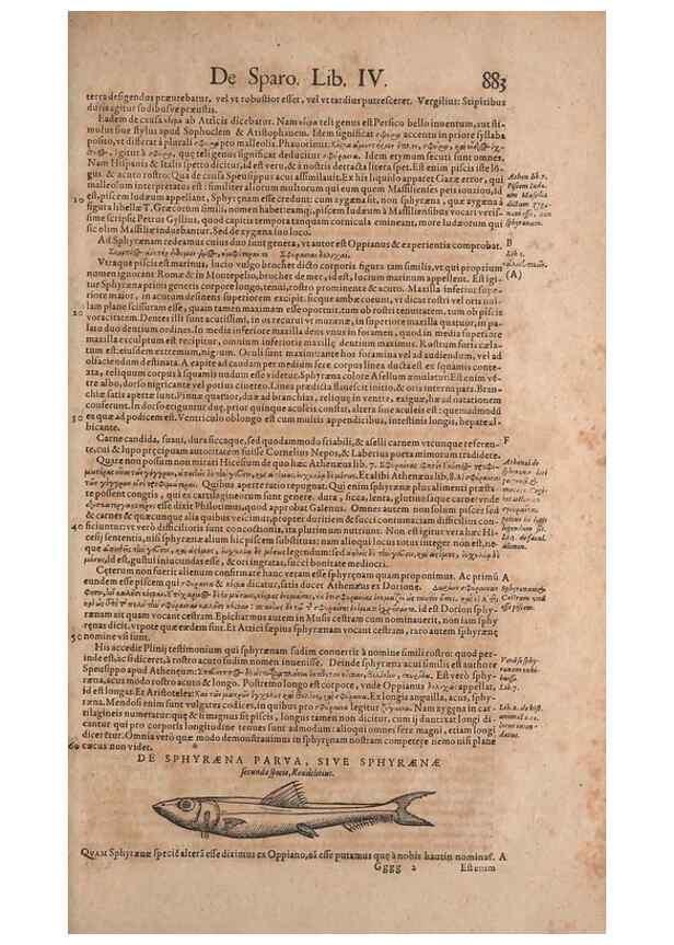 Reproducción/Reproduction 15545617386: Conradi Gesneri medici Tigurini Historiae animalium liber IV :. Francofurti :In Bibliopolio Andreae Cambieri,anno MDCIIII [1604]