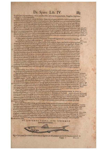 Reproducción/Reproduction 15545617386: Conradi Gesneri medici Tigurini Historiae animalium liber IV :. Francofurti :In Bibliopolio Andreae Cambieri,anno MDCIIII [1604]