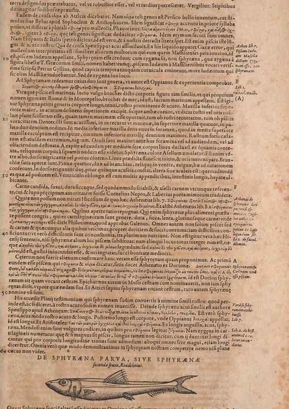 Reproducción/Reproduction 15545617386: Conradi Gesneri medici Tigurini Historiae animalium liber IV :. Francofurti :In Bibliopolio Andreae Cambieri,anno MDCIIII [1604]