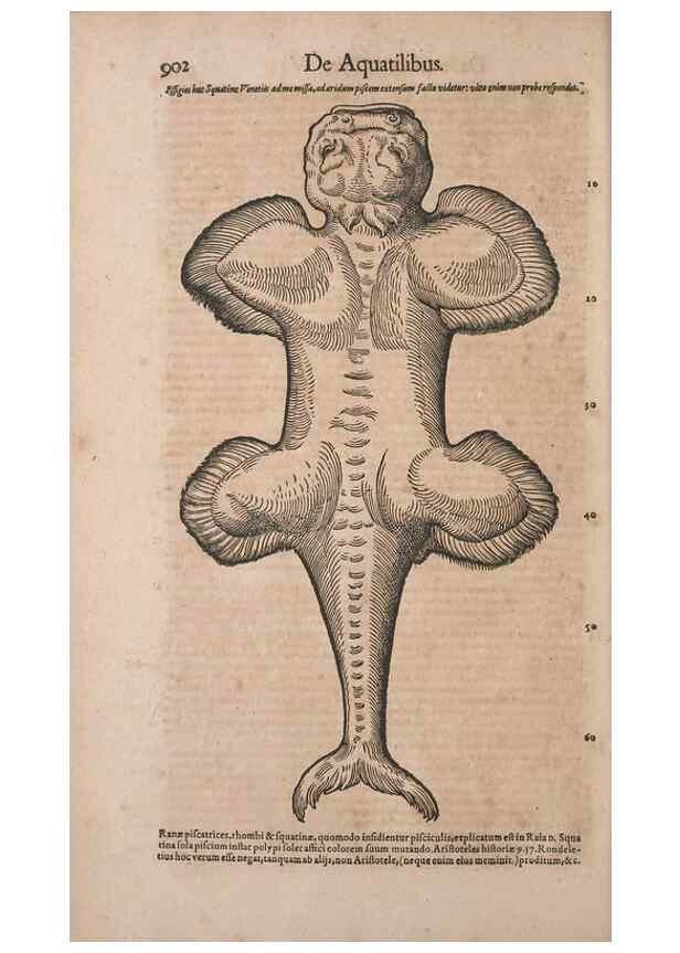 Reproducción/Reproduction 15383171808: Conradi Gesneri medici Tigurini Historiae animalium liber IV :. Francofurti :In Bibliopolio Andreae Cambieri,anno MDCIIII [1604]