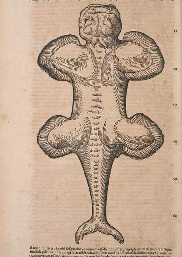 Reproducción/Reproduction 15383171808: Conradi Gesneri medici Tigurini Historiae animalium liber IV :. Francofurti :In Bibliopolio Andreae Cambieri,anno MDCIIII [1604]