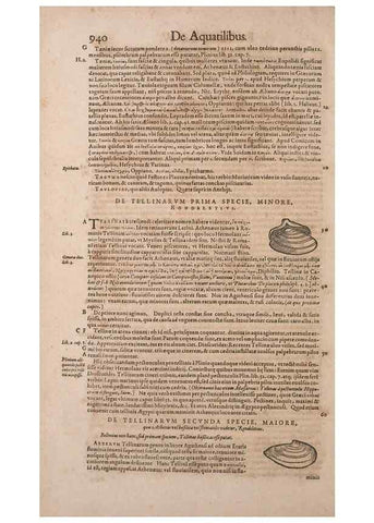 Reproducción/Reproduction 14948617424: Conradi Gesneri medici Tigurini Historiae animalium liber IV :. Francofurti :In Bibliopolio Andreae Cambieri,anno MDCIIII [1604]