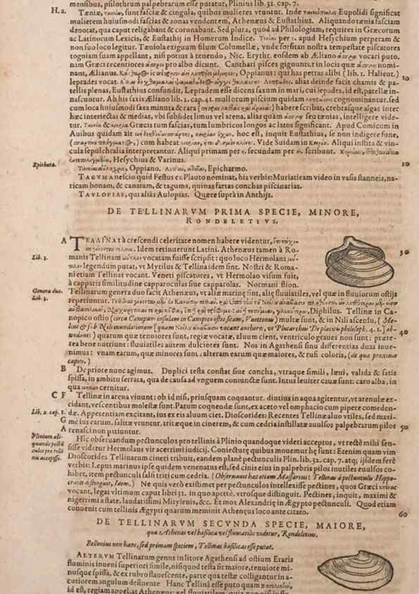 Reproducción/Reproduction 14948617424: Conradi Gesneri medici Tigurini Historiae animalium liber IV :. Francofurti :In Bibliopolio Andreae Cambieri,anno MDCIIII [1604]