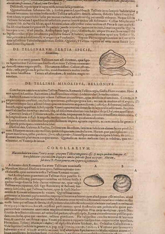 Reproducción/Reproduction 15545665746: Conradi Gesneri medici Tigurini Historiae animalium liber IV :. Francofurti :In Bibliopolio Andreae Cambieri,anno MDCIIII [1604]