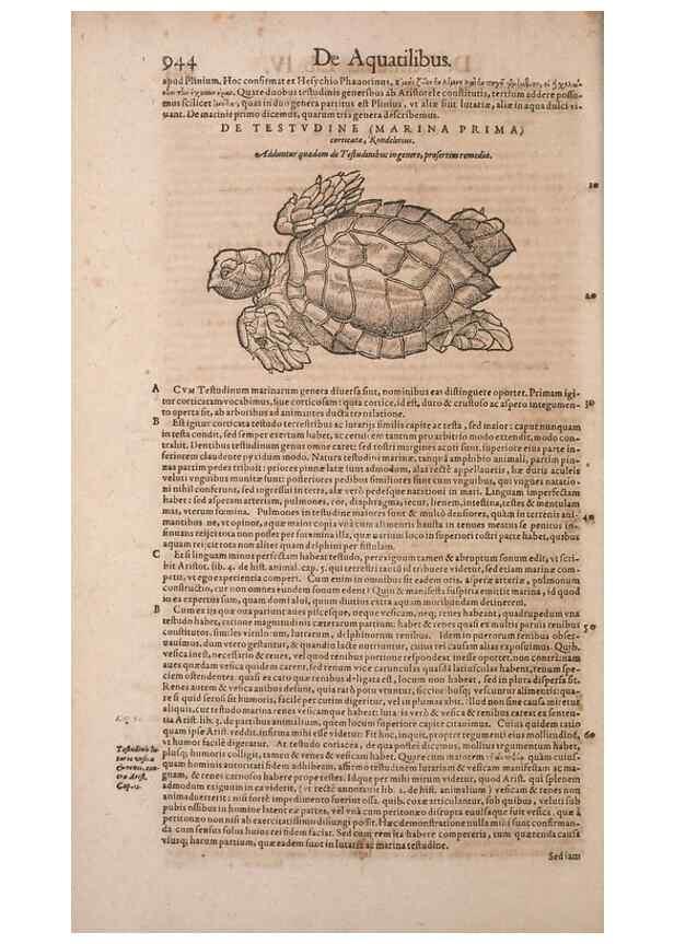 Reproducción/Reproduction 15383736510: Conradi Gesneri medici Tigurini Historiae animalium liber IV :. Francofurti :In Bibliopolio Andreae Cambieri,anno MDCIIII [1604]