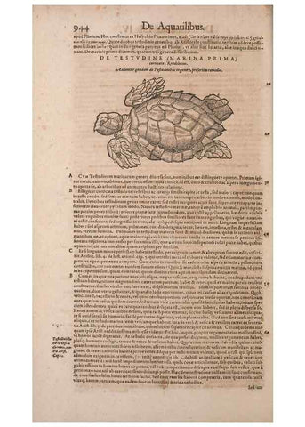 Reproducción/Reproduction 15383736510: Conradi Gesneri medici Tigurini Historiae animalium liber IV :. Francofurti :In Bibliopolio Andreae Cambieri,anno MDCIIII [1604]