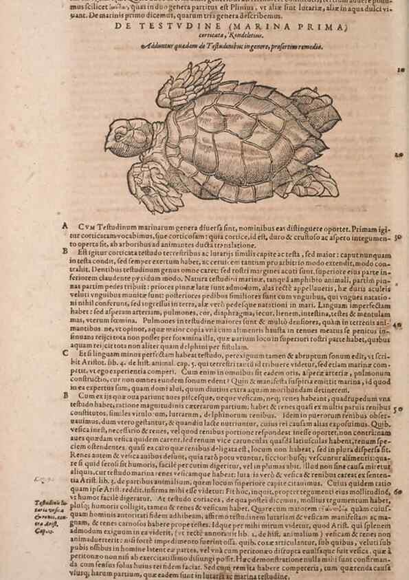Reproducción/Reproduction 15383736510: Conradi Gesneri medici Tigurini Historiae animalium liber IV :. Francofurti :In Bibliopolio Andreae Cambieri,anno MDCIIII [1604]