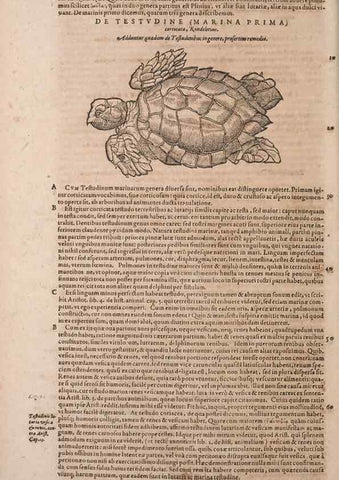 Reproducción/Reproduction 15383736510: Conradi Gesneri medici Tigurini Historiae animalium liber IV :. Francofurti :In Bibliopolio Andreae Cambieri,anno MDCIIII [1604]