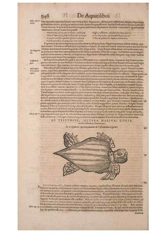 Reproducción/Reproduction 14948623404: Conradi Gesneri medici Tigurini Historiae animalium liber IV :. Francofurti :In Bibliopolio Andreae Cambieri,anno MDCIIII [1604]
