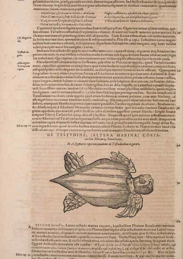 Reproducción/Reproduction 14948623404: Conradi Gesneri medici Tigurini Historiae animalium liber IV :. Francofurti :In Bibliopolio Andreae Cambieri,anno MDCIIII [1604]