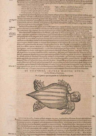 Reproducción/Reproduction 14948623404: Conradi Gesneri medici Tigurini Historiae animalium liber IV :. Francofurti :In Bibliopolio Andreae Cambieri,anno MDCIIII [1604]