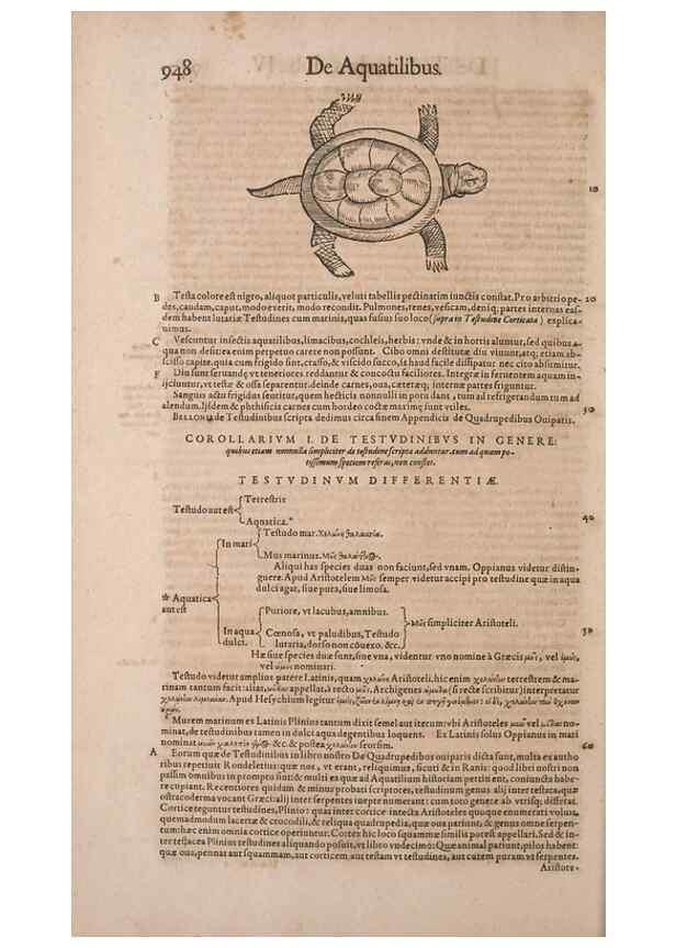 Reproducción/Reproduction 15383740400: Conradi Gesneri medici Tigurini Historiae animalium liber IV :. Francofurti :In Bibliopolio Andreae Cambieri,anno MDCIIII [1604]