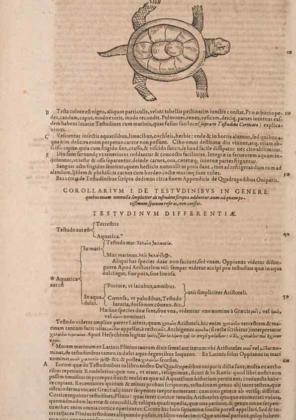 Reproducción/Reproduction 15383740400: Conradi Gesneri medici Tigurini Historiae animalium liber IV :. Francofurti :In Bibliopolio Andreae Cambieri,anno MDCIIII [1604]