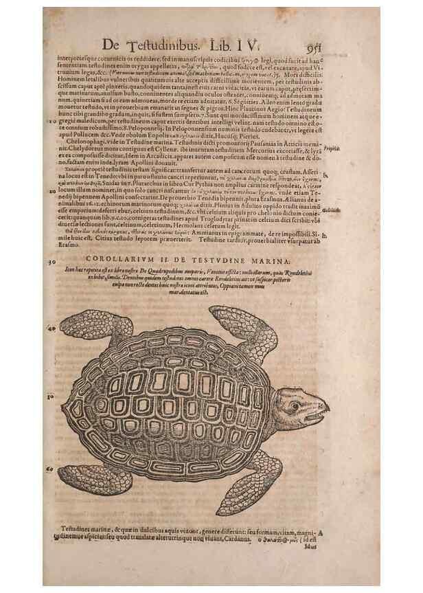 Reproducción/Reproduction 15383222528: Conradi Gesneri medici Tigurini Historiae animalium liber IV :. Francofurti :In Bibliopolio Andreae Cambieri,anno MDCIIII [1604]