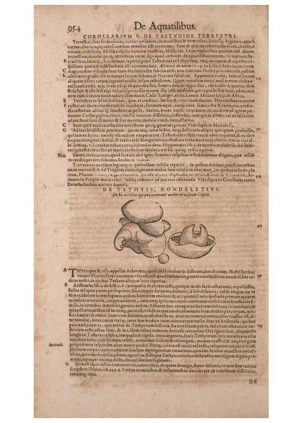 Reproducción/Reproduction 15383224198: Conradi Gesneri medici Tigurini Historiae animalium liber IV :. Francofurti :In Bibliopolio Andreae Cambieri,anno MDCIIII [1604]