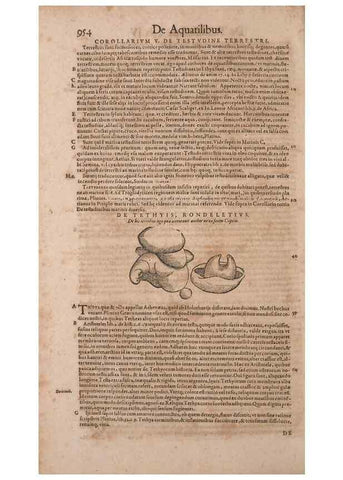Reproducción/Reproduction 15383224198: Conradi Gesneri medici Tigurini Historiae animalium liber IV :. Francofurti :In Bibliopolio Andreae Cambieri,anno MDCIIII [1604]